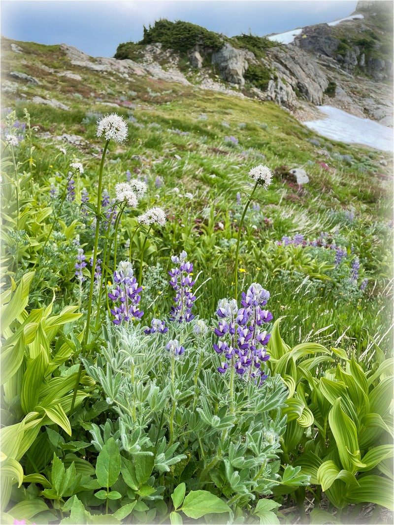 Lupinus nootkatensis var. nootkatensis photo 4