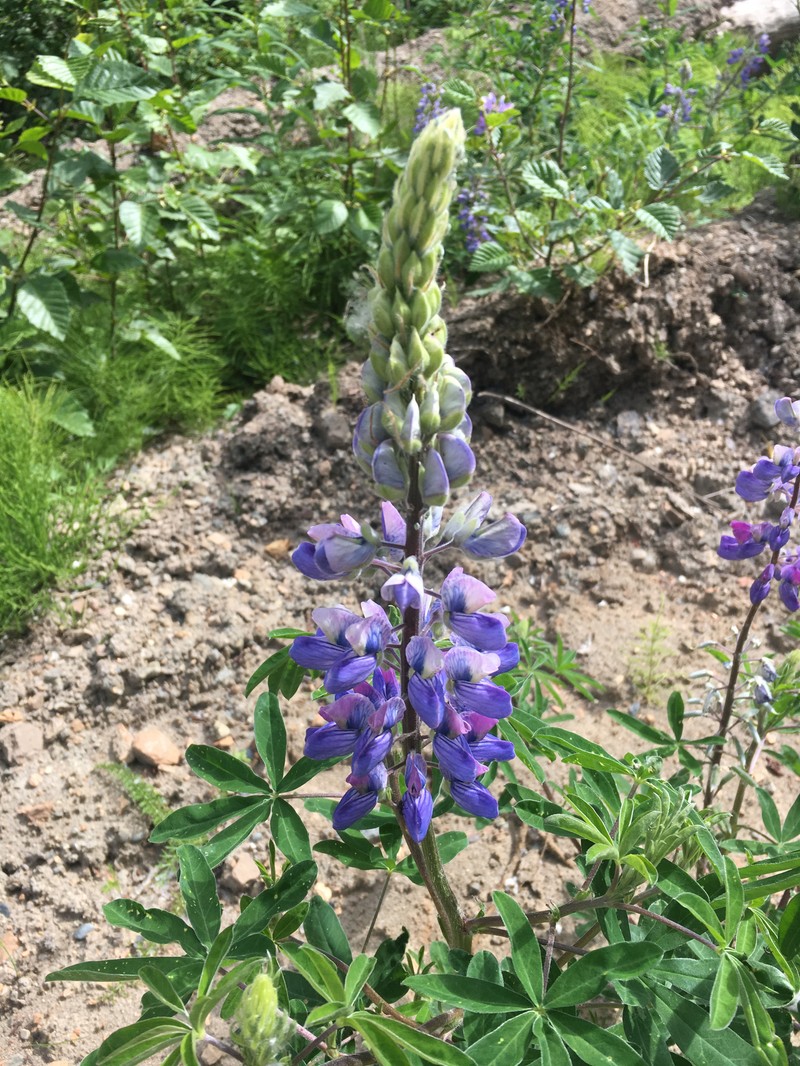 Lupinus nootkatensis var. nootkatensis photo 5