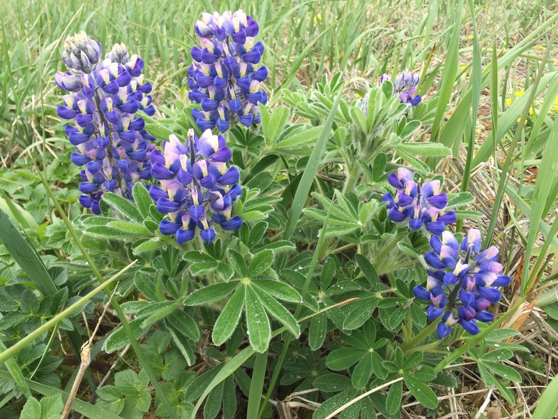 Lupinus nootkatensis var. nootkatensis photo 6