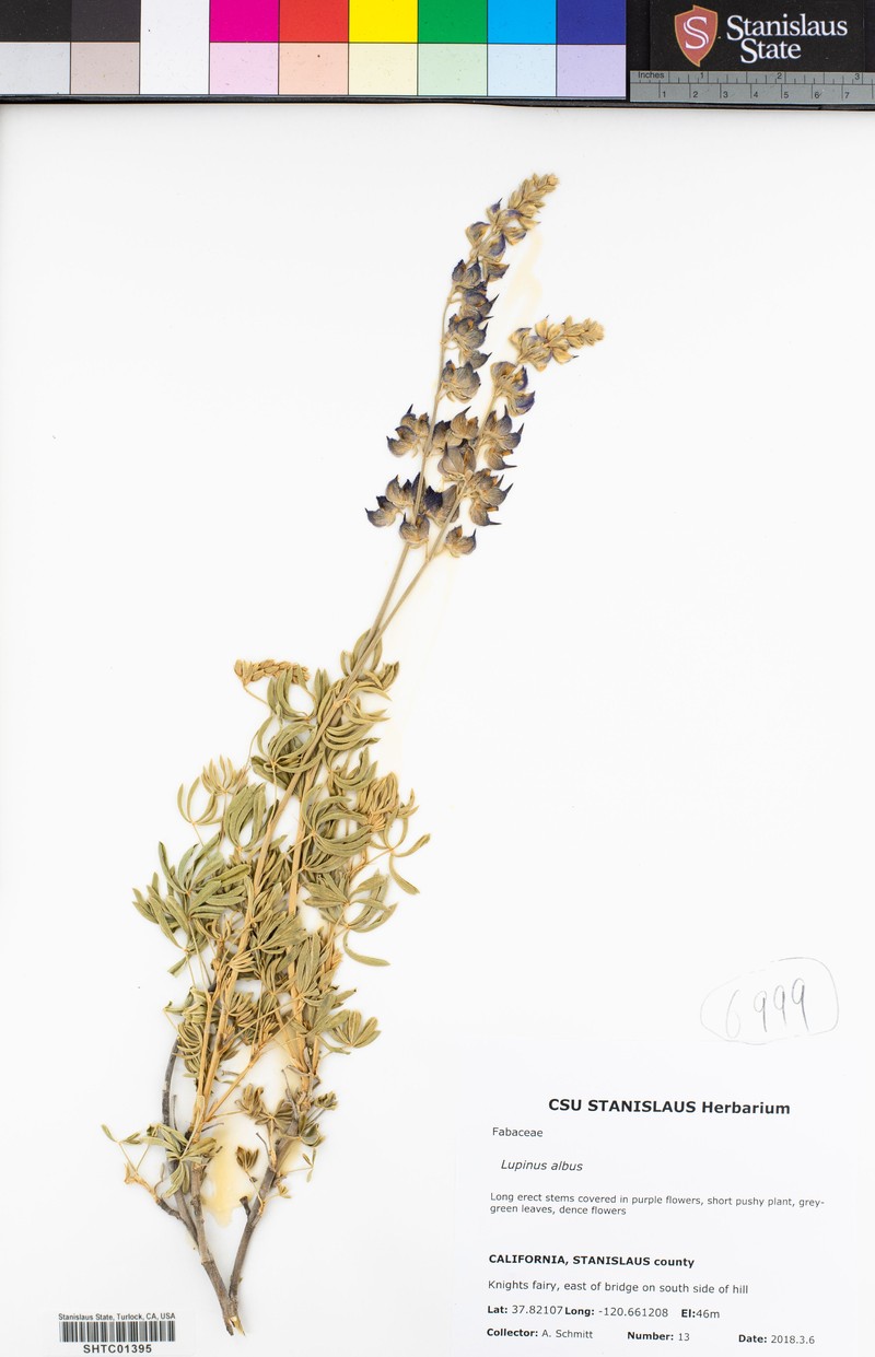 Lupinus nootkatensis var. nootkatensis photo 7