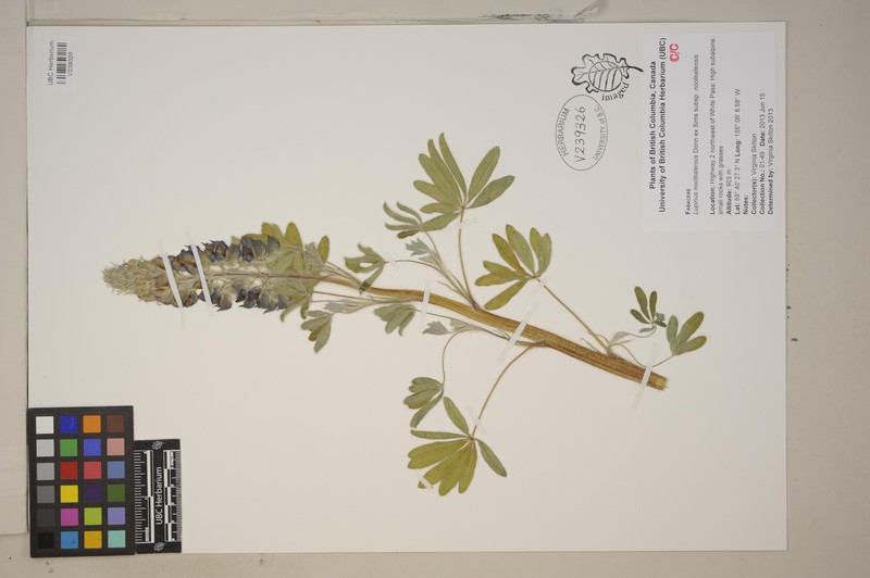 Lupinus nootkatensis var. nootkatensis photo 8