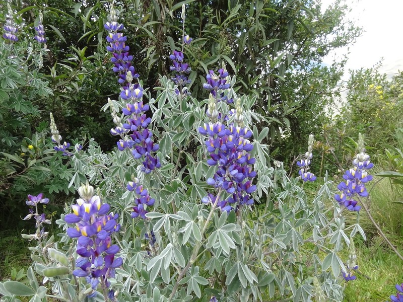 Lupinus notabilis