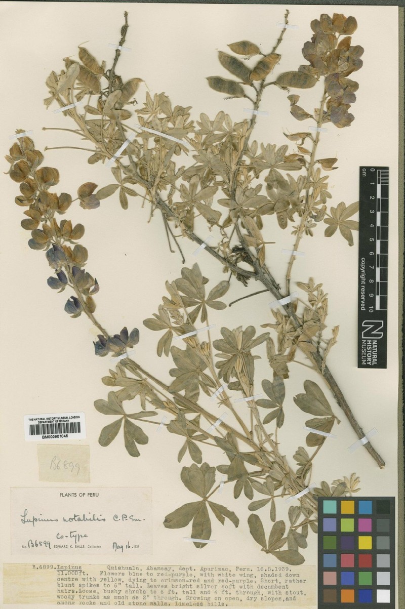 Lupinus notabilis photo 2