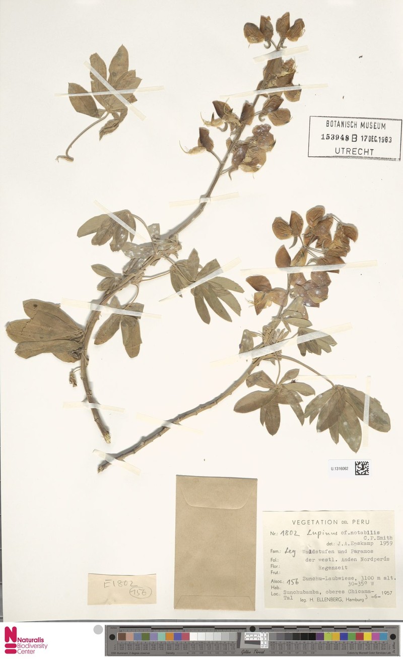 Lupinus notabilis photo 3
