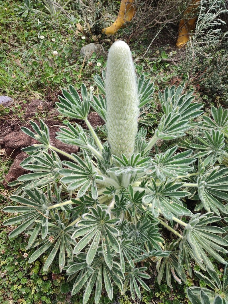 Lupinus nubigenus photo 2