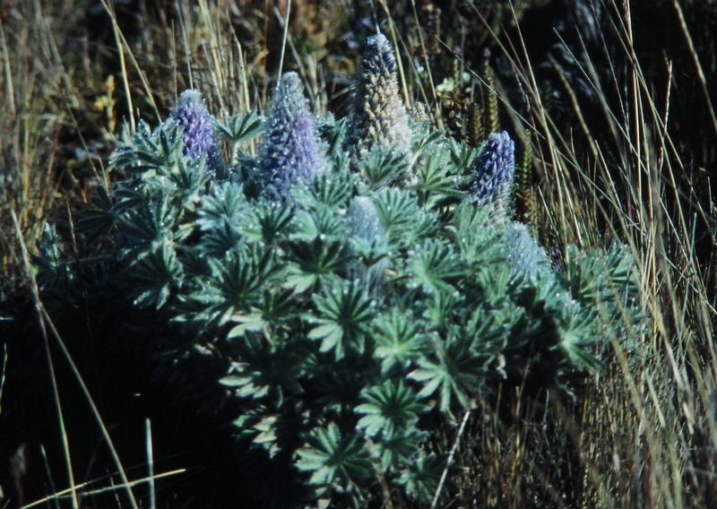 Lupinus nubigenus photo 3