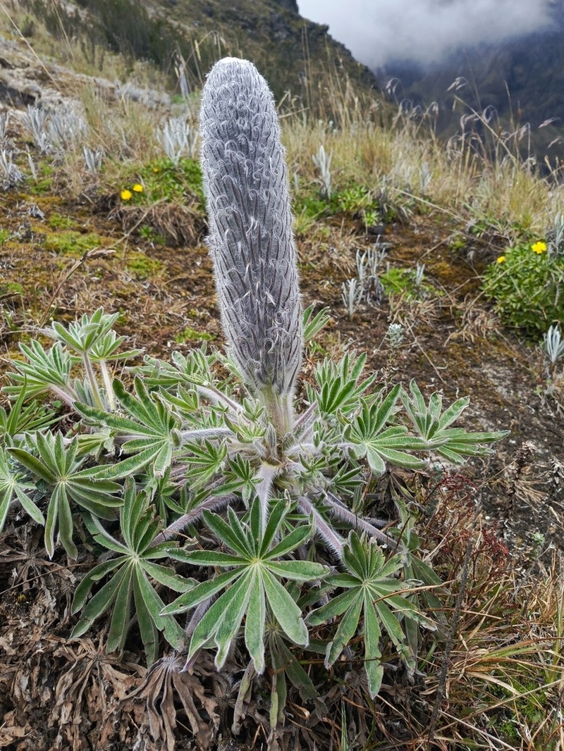 Lupinus nubigenus photo 4