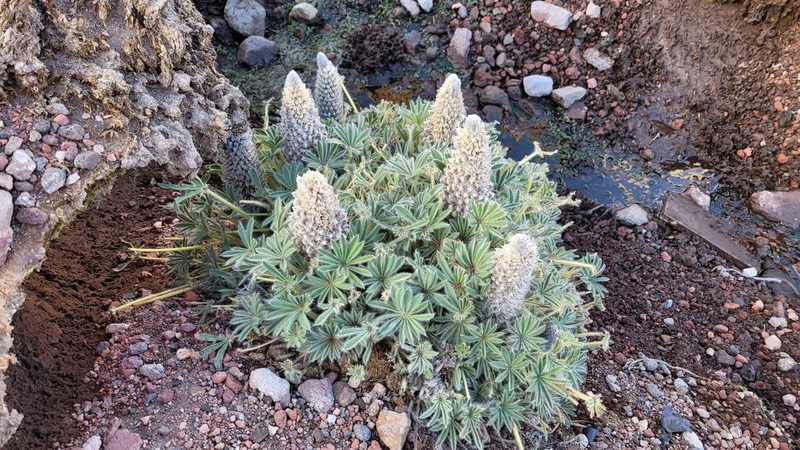 Lupinus nubigenus photo 5