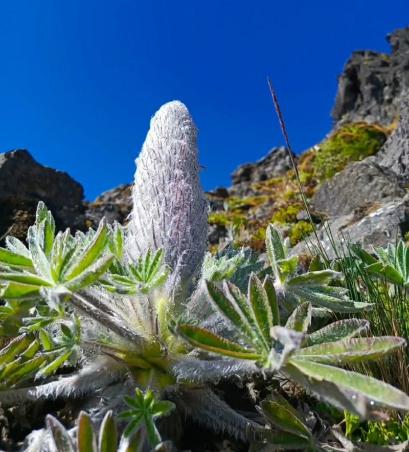 Lupinus nubigenus photo 6