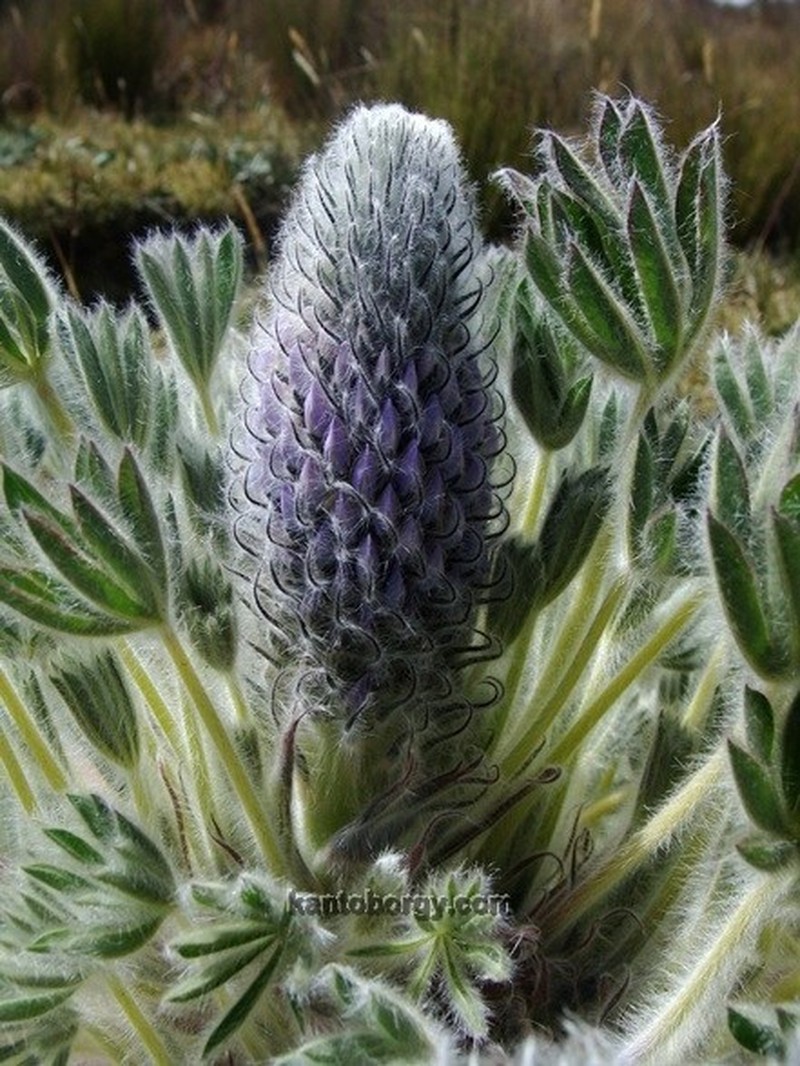 Lupinus nubigenus photo 7
