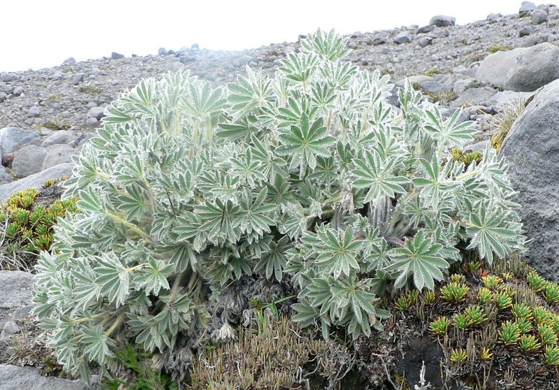 Lupinus nubigenus photo 8