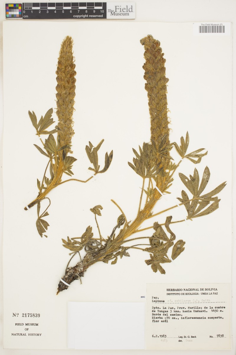 Lupinus nubilorum