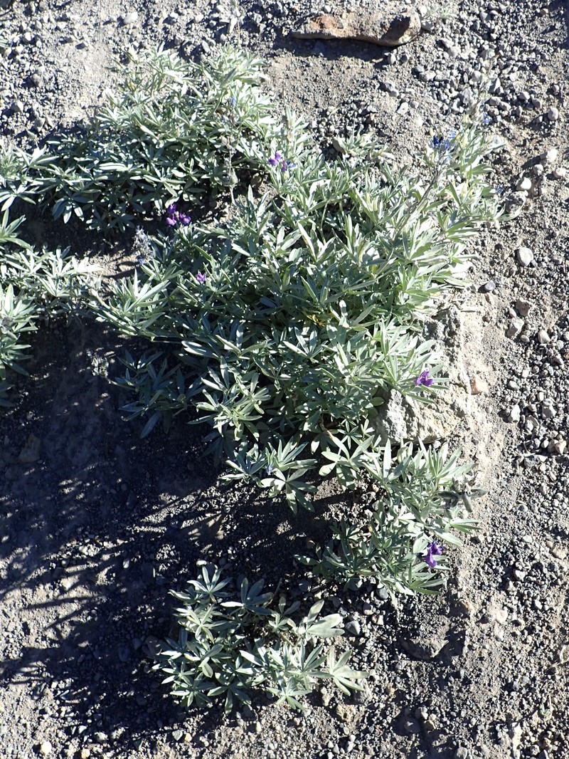 Bluntlobe Lupine photo 2