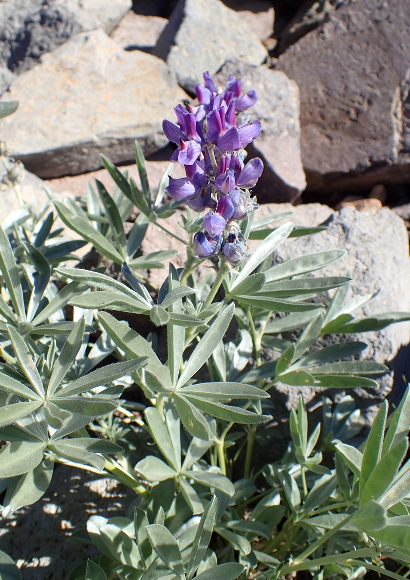 Bluntlobe Lupine photo 3