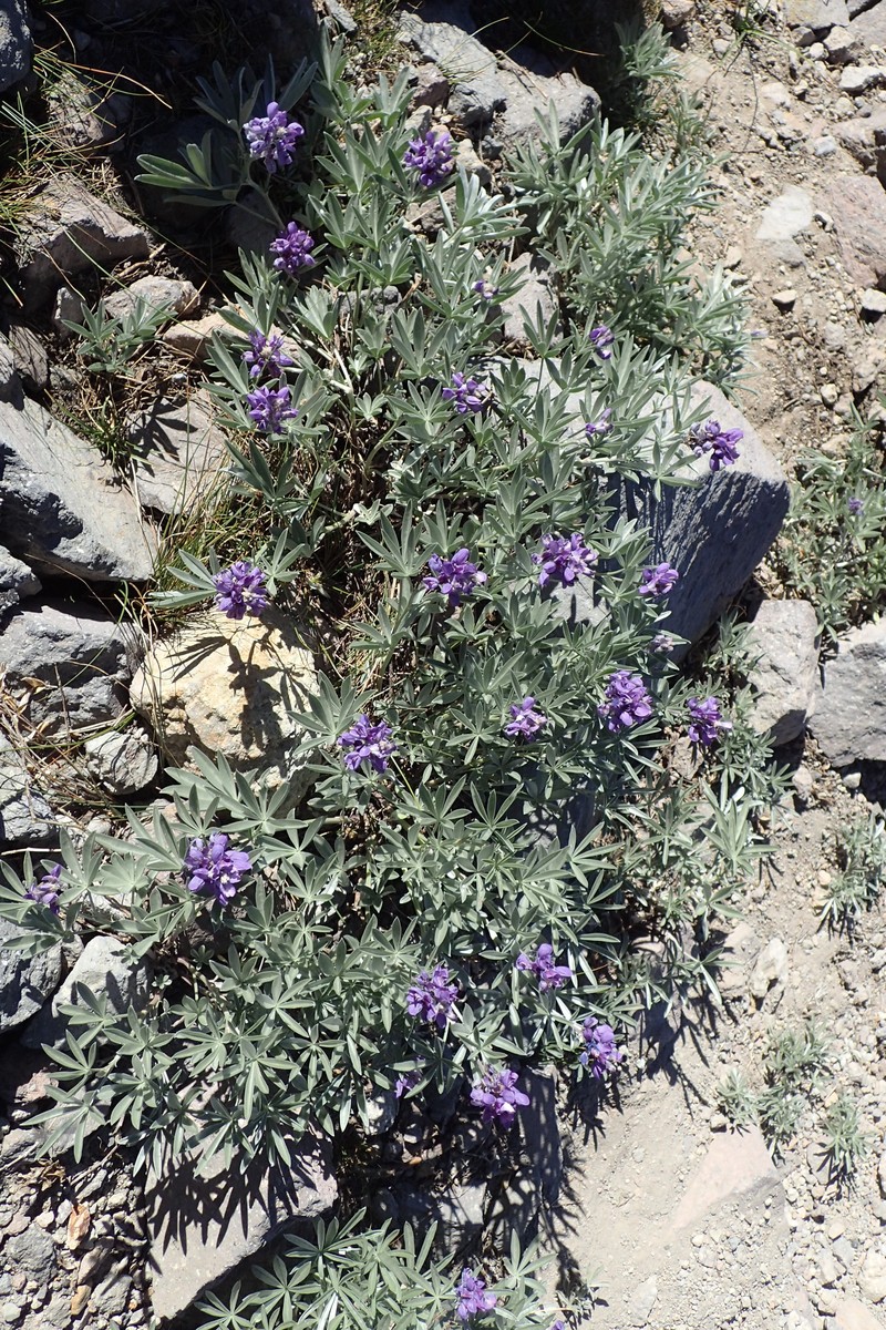 Bluntlobe Lupine photo 4