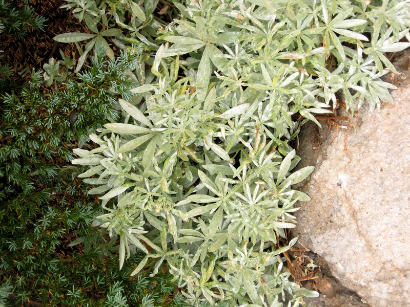 Bluntlobe Lupine photo 5