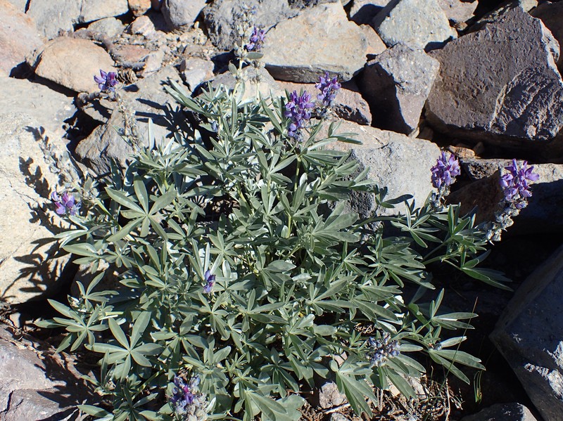 Bluntlobe Lupine photo 6