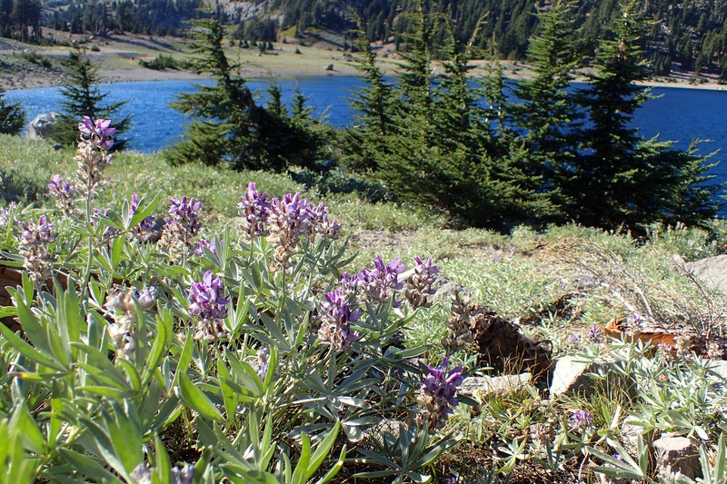 Bluntlobe Lupine photo 7