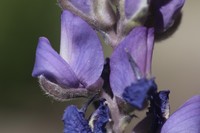 Bluntlobe Lupine