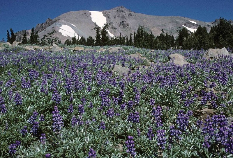 Bluntlobe Lupine photo 2