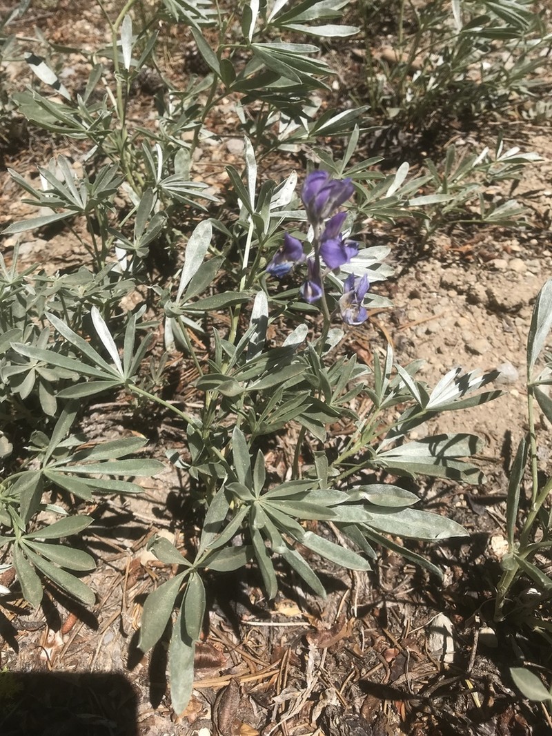 Bluntlobe Lupine photo 3