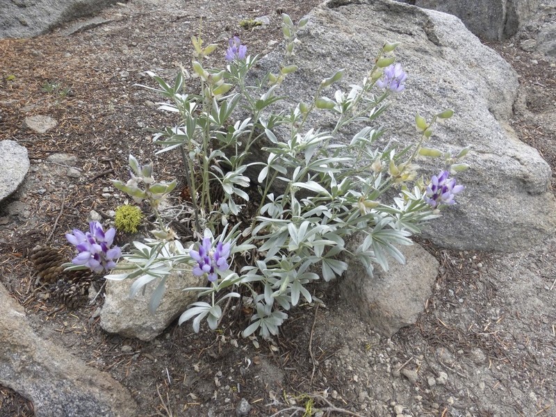 Bluntlobe Lupine photo 4