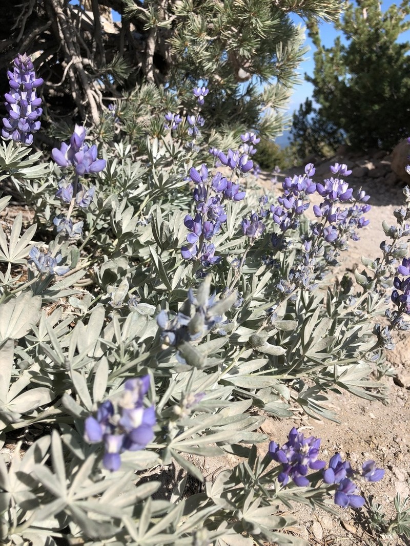 Bluntlobe Lupine photo 5