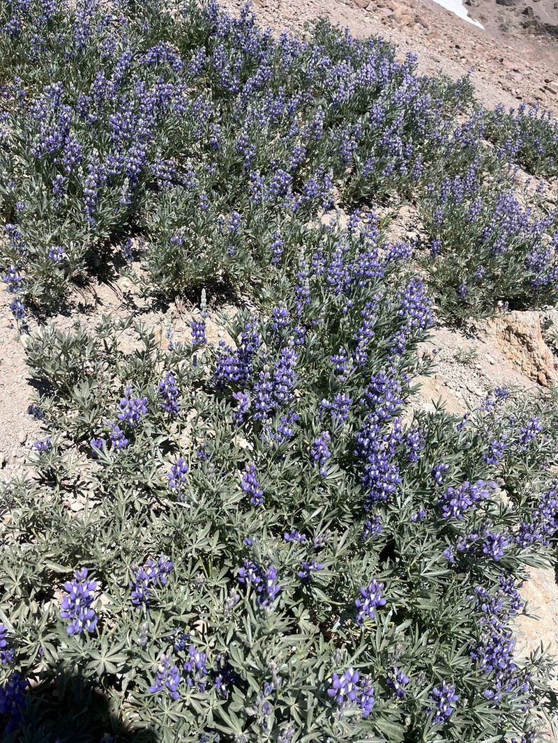 Bluntlobe Lupine photo 6