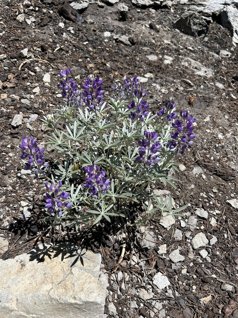 Bluntlobe Lupine photo 7