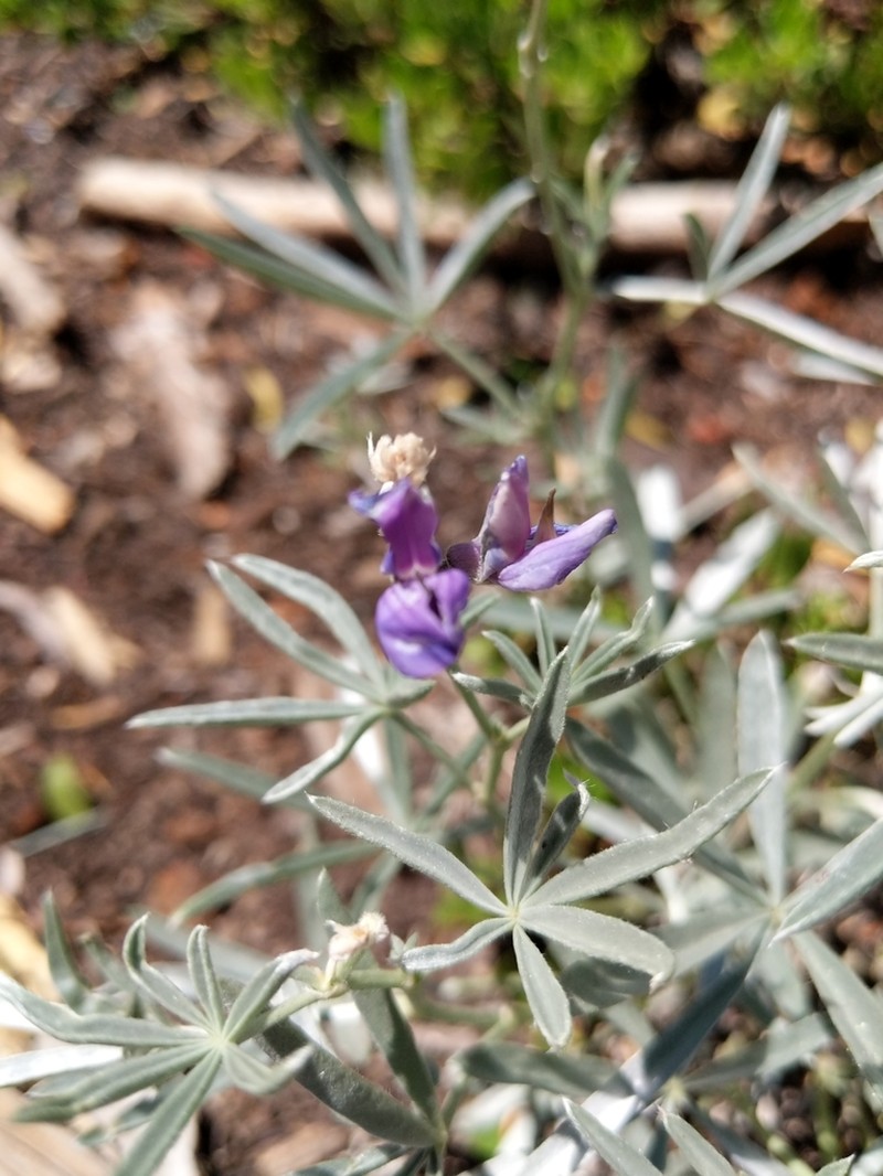 Bluntlobe Lupine photo 8