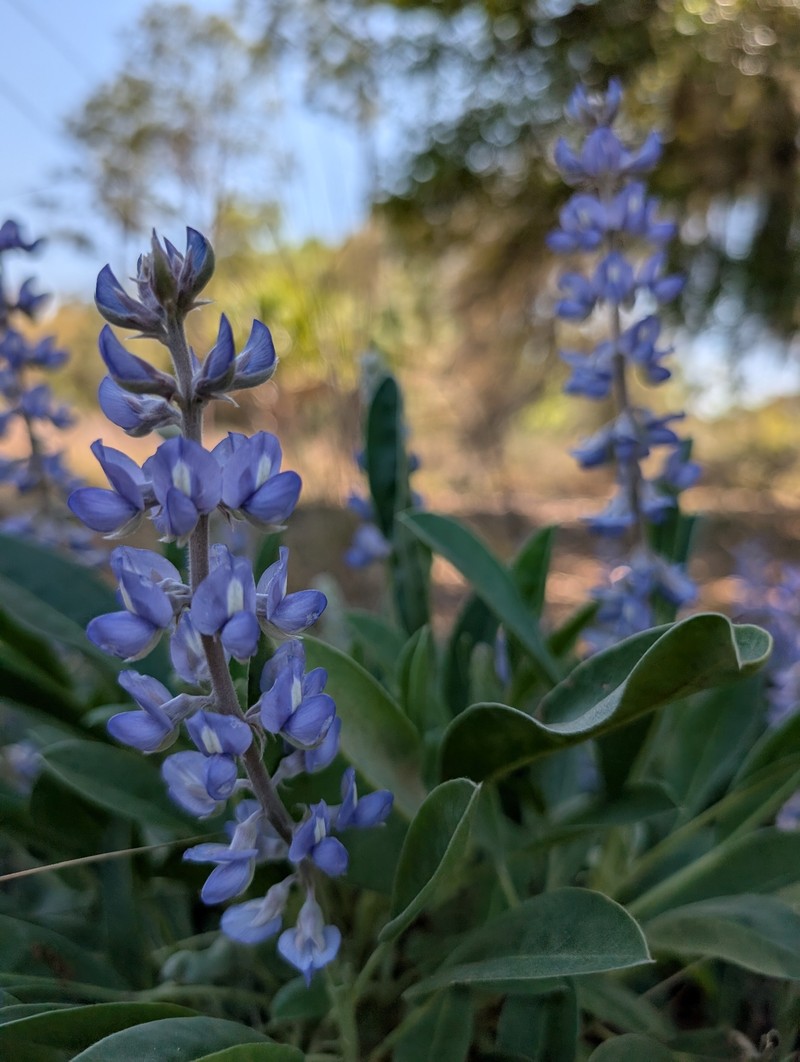 Lupinus ocalensis