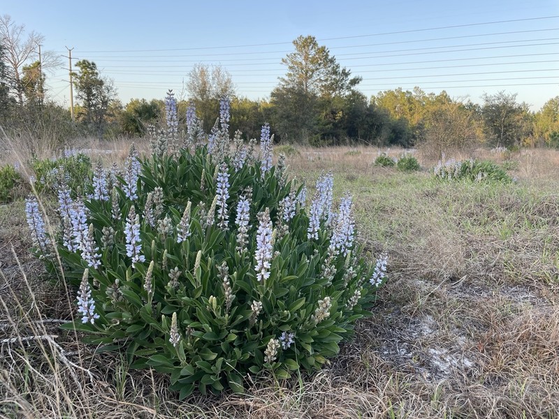 Lupinus ocalensis photo 2