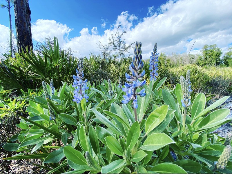 Lupinus ocalensis photo 3