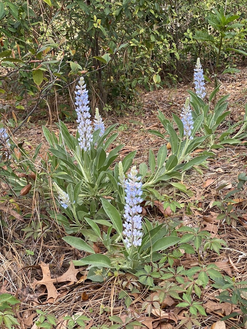 Lupinus ocalensis photo 4