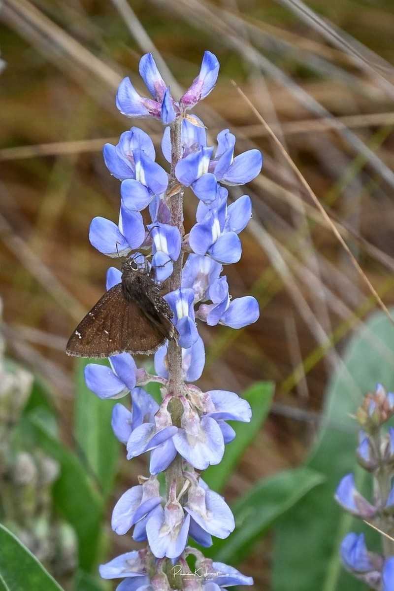 Lupinus ocalensis photo 5
