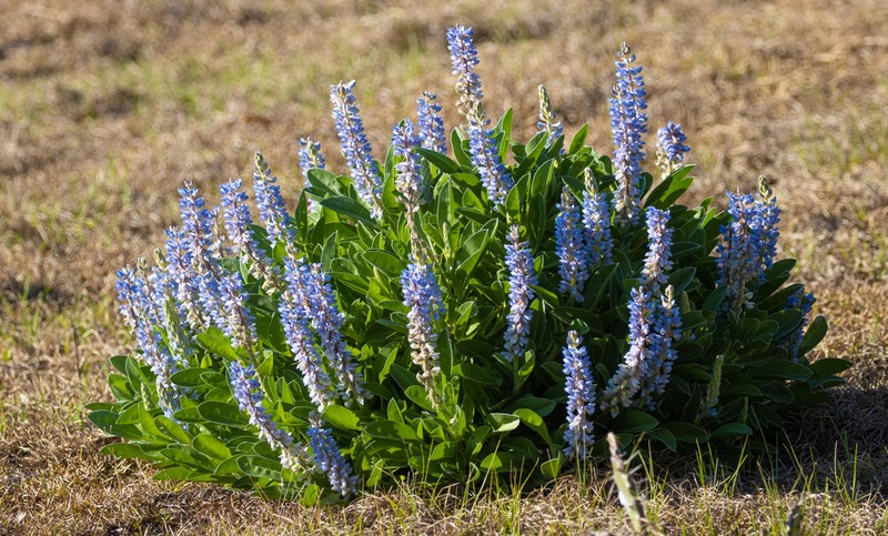Lupinus ocalensis photo 6