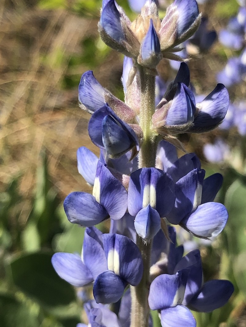 Lupinus ocalensis photo 7