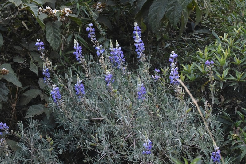 Lupinus ochoanus