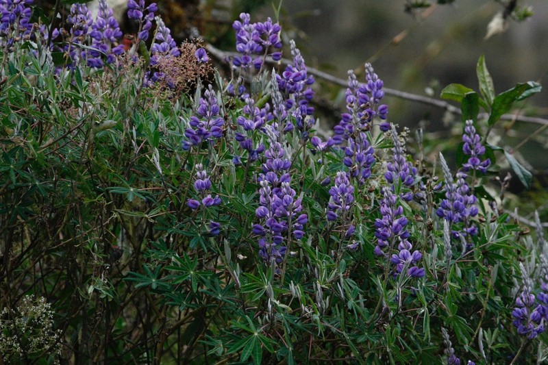 Lupinus ochoanus photo 2