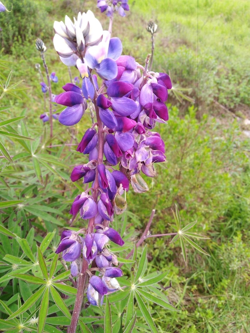 Lupinus octablomus