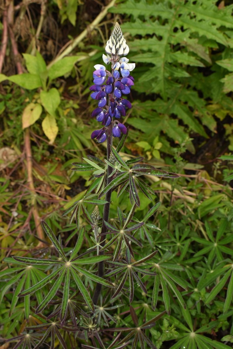 Lupinus octablomus photo 2