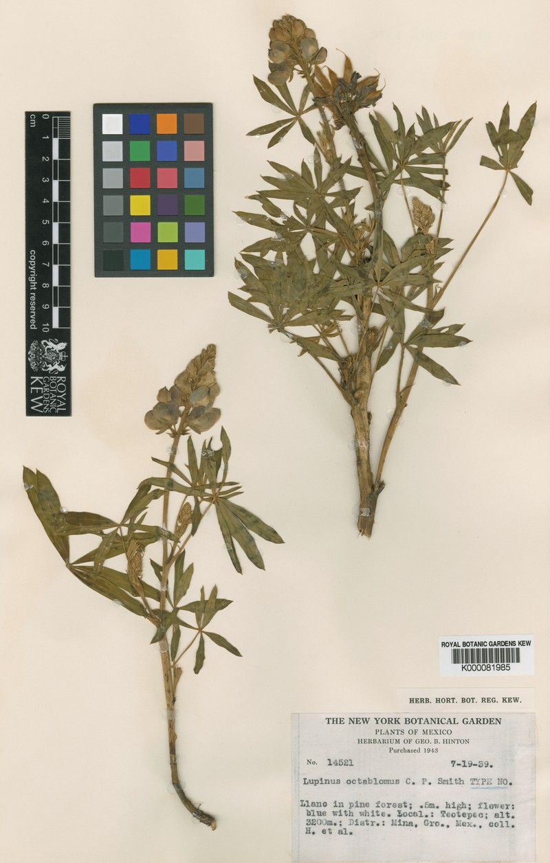 Lupinus octablomus photo 3