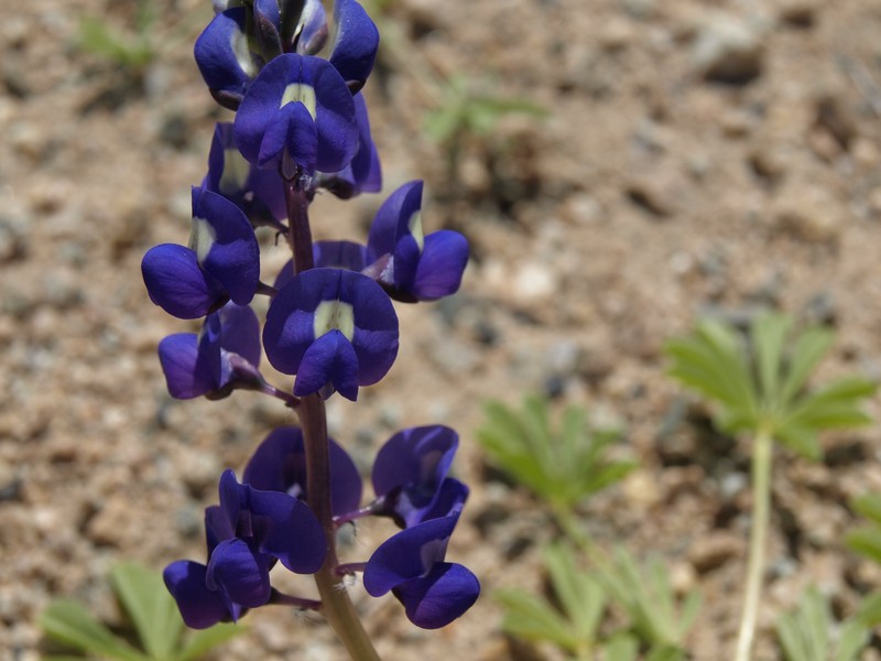Mojave Lupine