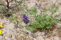Mojave Lupine