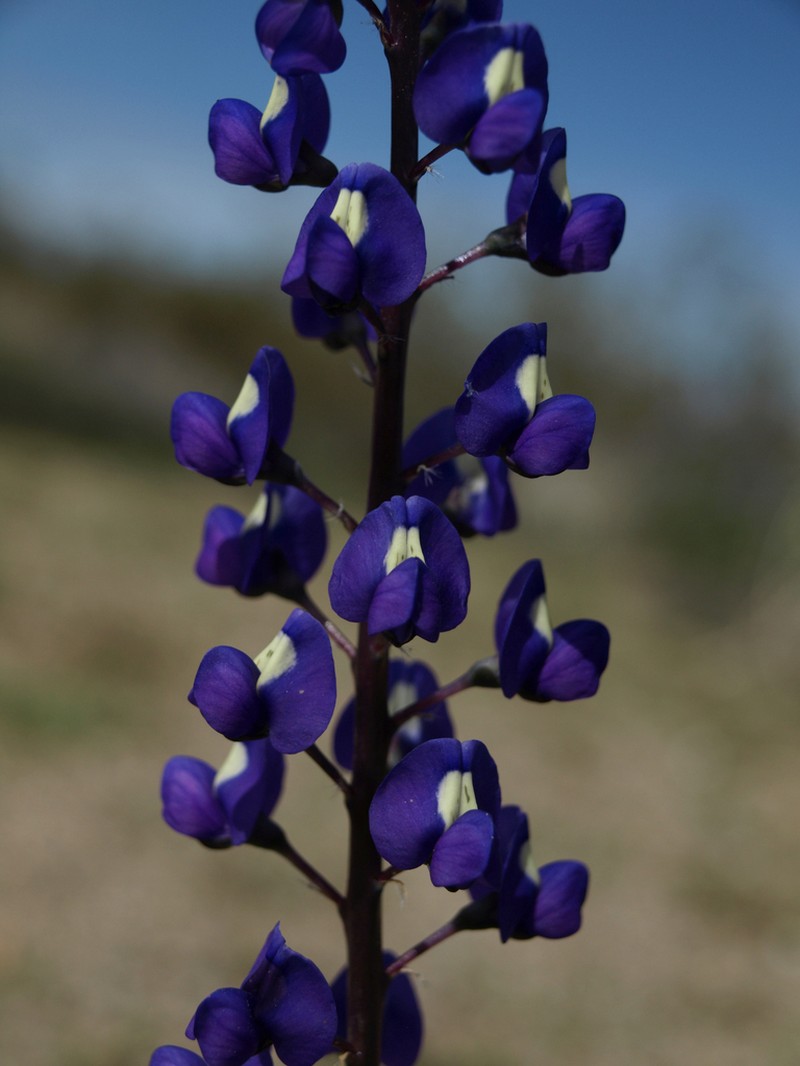 Mojave Lupine photo 2