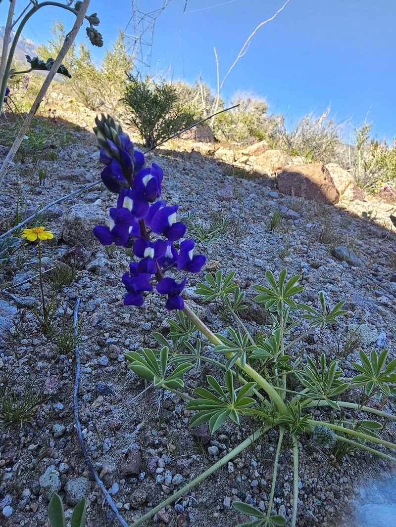 Mojave Lupine photo 3