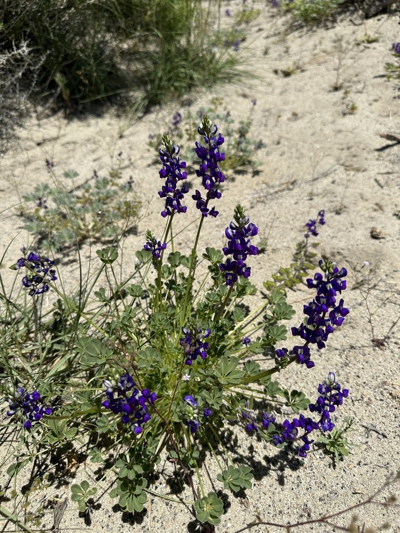 Mojave Lupine photo 4