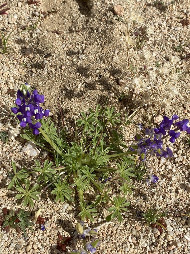 Mojave Lupine photo 5