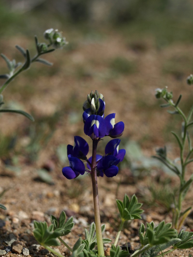 Mojave Lupine photo 6
