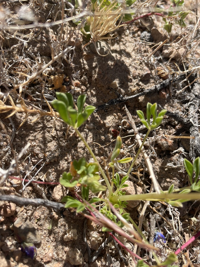 Mojave Lupine photo 7